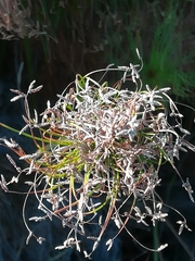 Cyperus prolifer