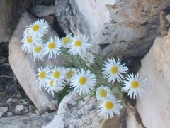 Erigeron concinnus