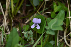 Viola palustris