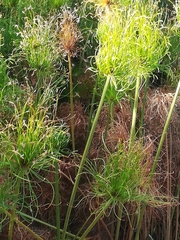 Cyperus prolifer