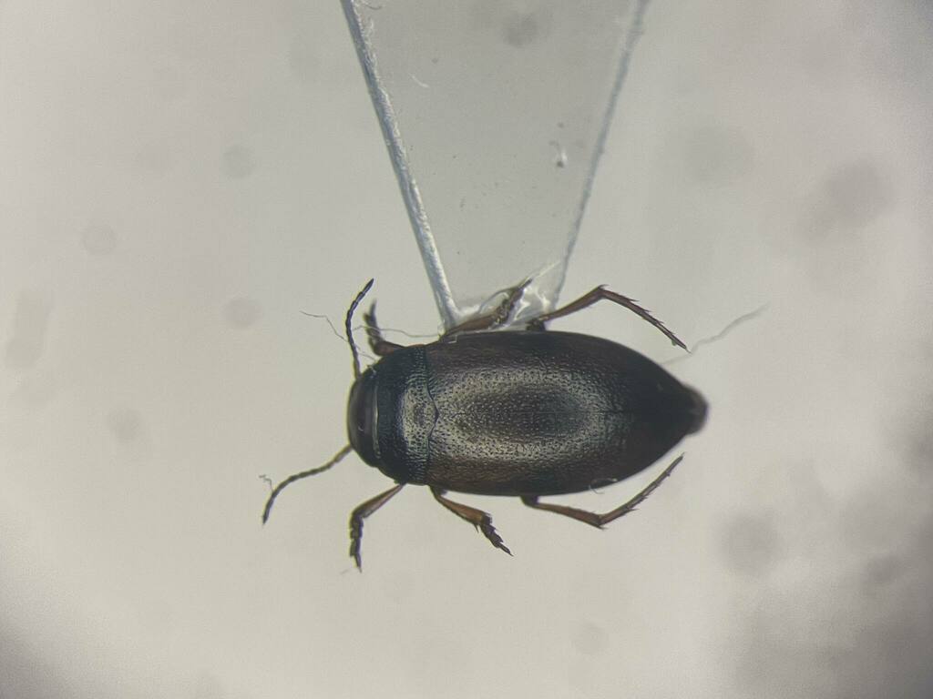 Hydroporus badiellus