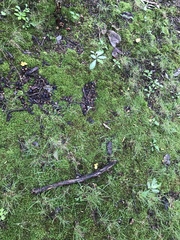 Cantharellus flavolateritius