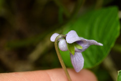 Viola palustris