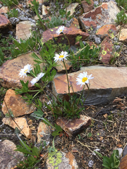 Erigeron melanocephalus