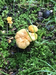 Cantharellus flavolateritius