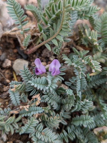 Leadville Milkvetch (Astragalus molybdenus)