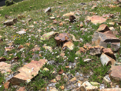 Erigeron melanocephalus