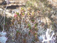 Diplacus parviflorus