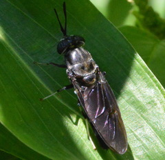Hermetia illucens