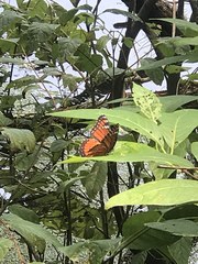 Limenitis archippus floridensis