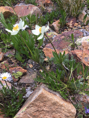 Anemonastrum zephyrum