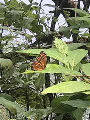Limenitis archippus floridensis