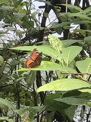 Limenitis archippus floridensis