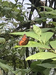 Limenitis archippus floridensis