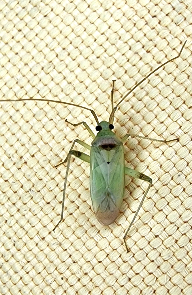 Creontiades debilis