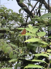 Limenitis archippus floridensis