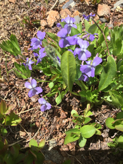 Viola labradorica