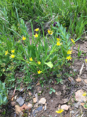Ranunculus alismifolius montanus