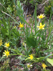 Ranunculus alismifolius montanus