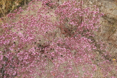 Chorizanthe staticoides