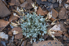 Astragalus calycosus
