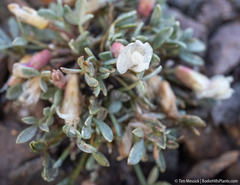 Astragalus calycosus