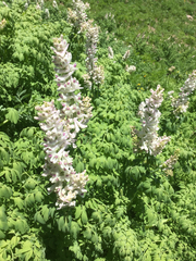 Corydalis caseana