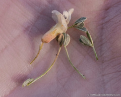 Astragalus calycosus