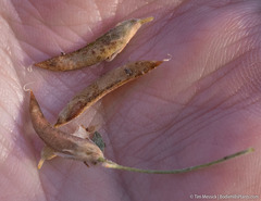 Astragalus calycosus