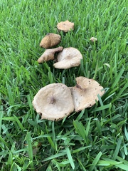 Chlorophyllum molybdites image