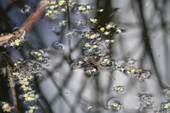 Limnoporus dissortis