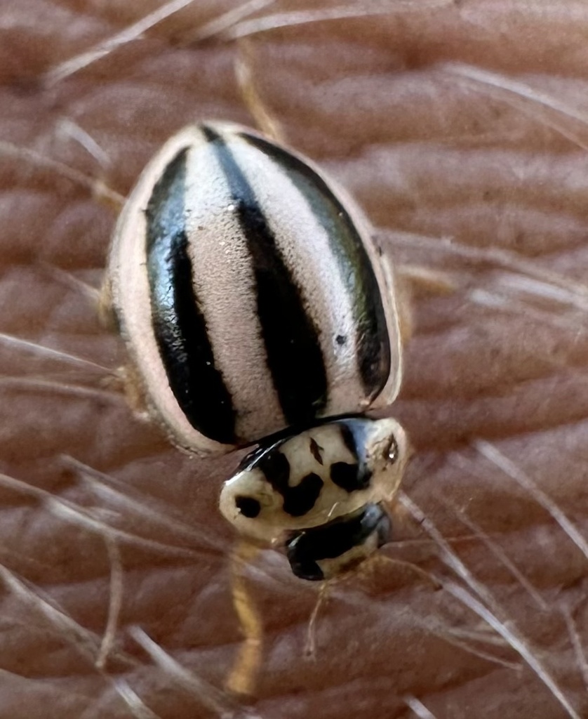 Micraspis trivittata