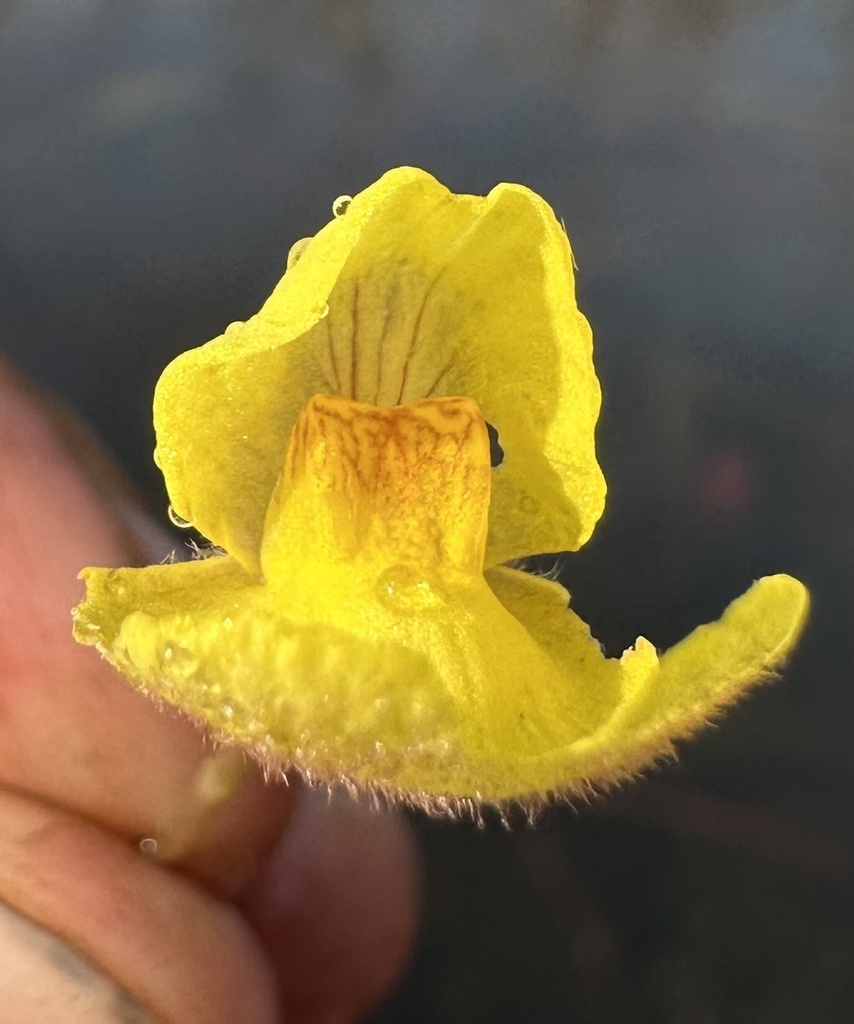 Utricularia reflexa Oliv. 3