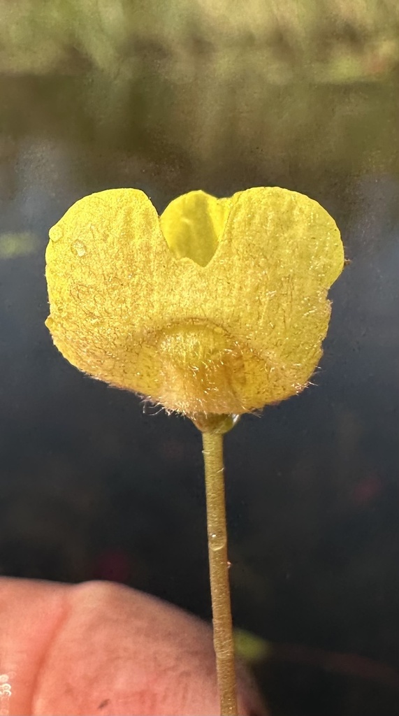 Utricularia reflexa Oliv. 4