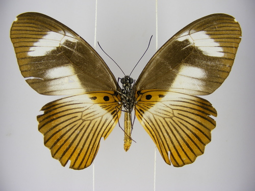 Mimetic Swallowtail