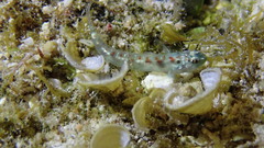 Smaragdus Pygmy Goby photo 4