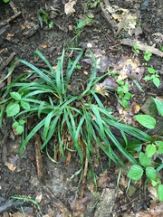 Carex sylvatica