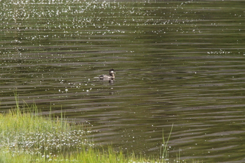 Bufflehead photographed in Wyoming