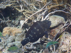 Green Humphead Parrotfish photo 2