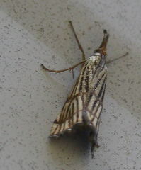 Chrysocrambus linetella
