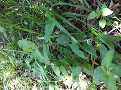 Teucrium scorodonia