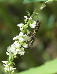 Myzinum quinquecinctum