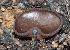 Peziza thozetii