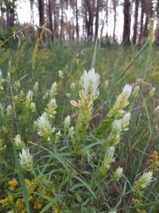 Melampyrum argyrocomum