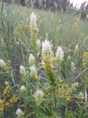 Melampyrum argyrocomum