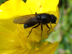 Cheilosia albitarsis