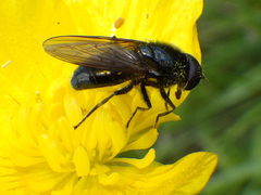 Cheilosia albitarsis