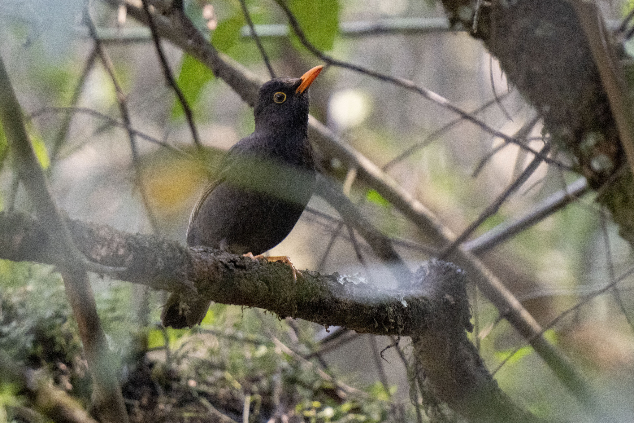 Glossy-black Thrush (Turdus serranus), photo 3