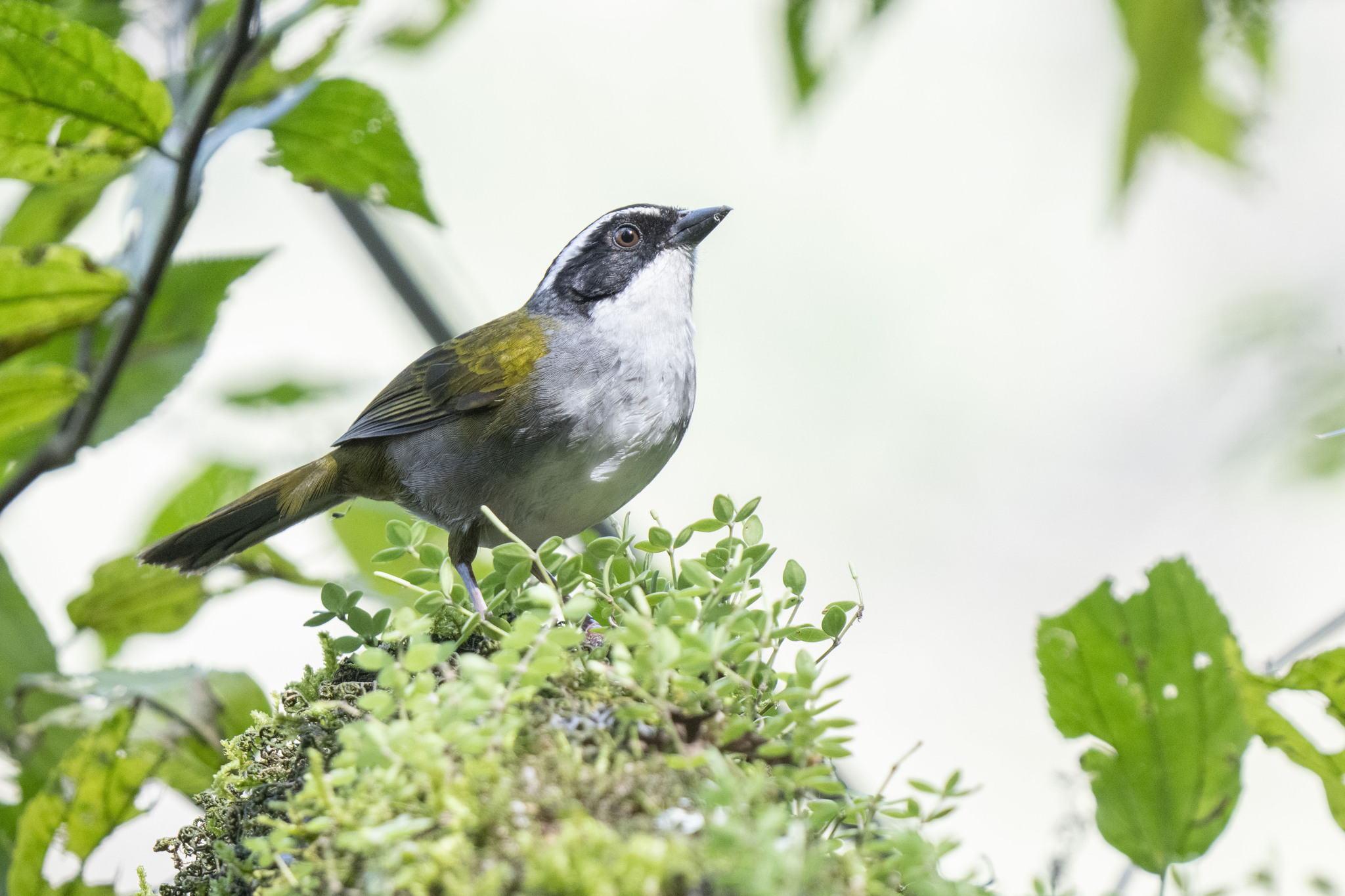 White-browed Brushfinch (Arremon torquatus), photo 6