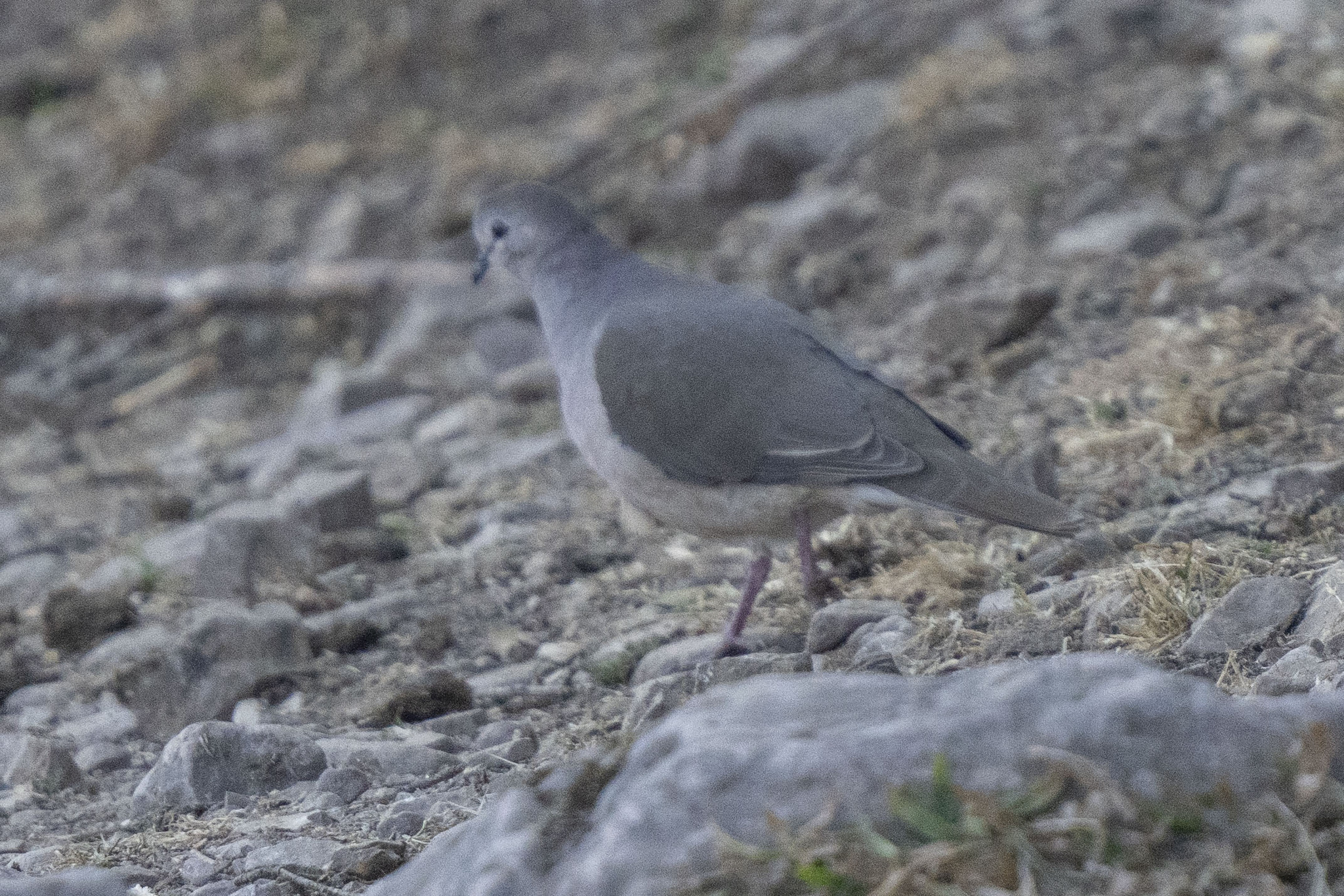 Yungas Dove (Leptotila megalura), photo 6
